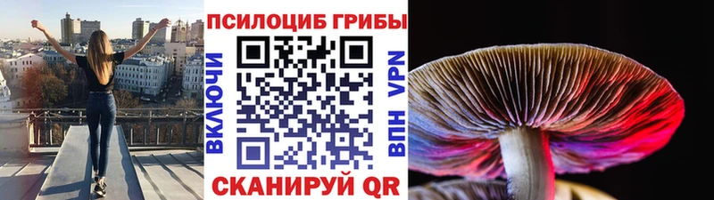 Купить  Сертолово  Галлюциногенные грибы Psilocybine cubensis 